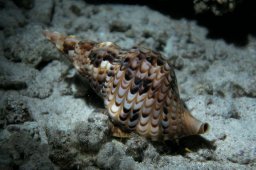 20010618_Abu_Dabab_Nacht_0046